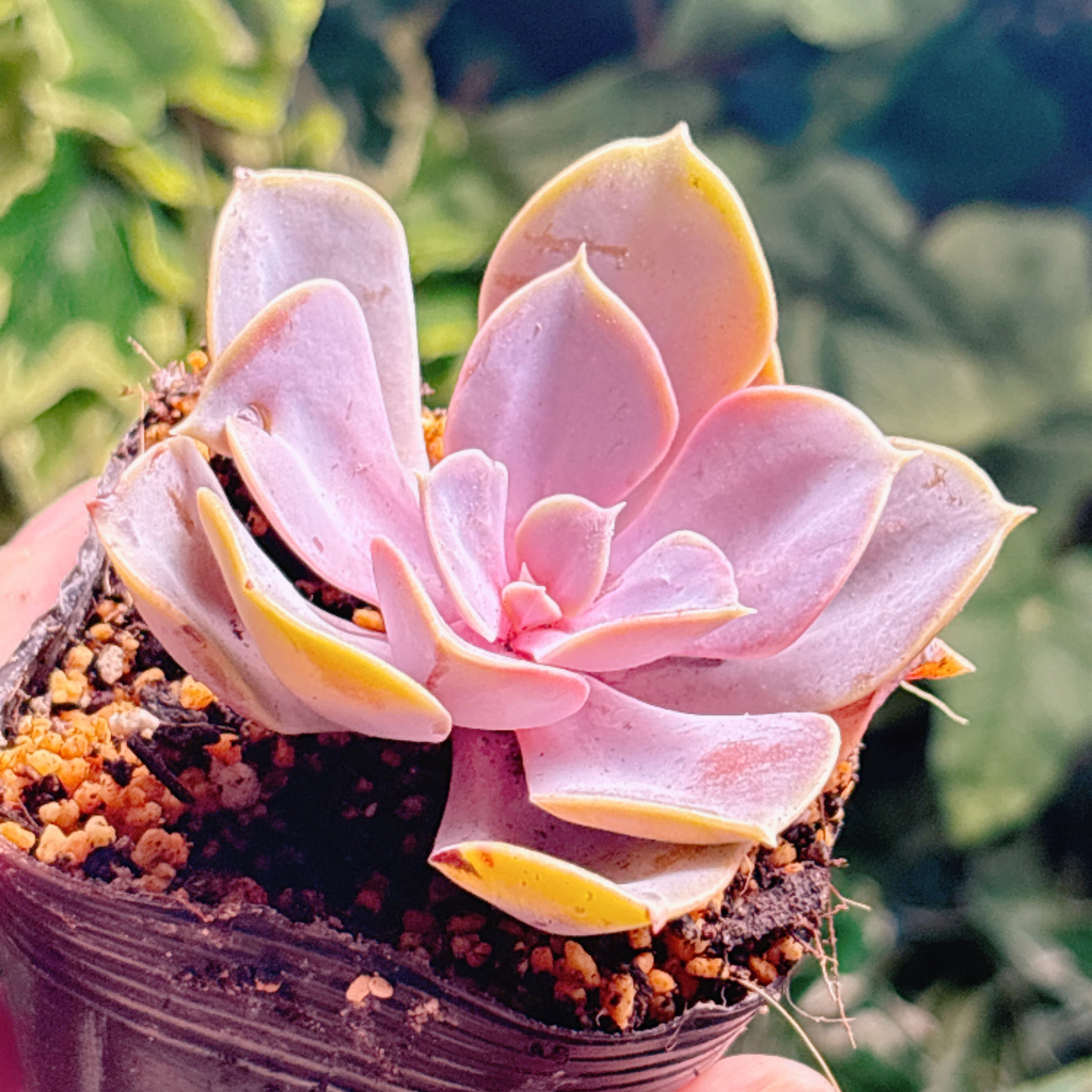 多肉植物の販売・通販サイト | Bull Succulent(ブルサキュレント)
