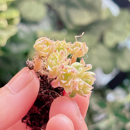 多肉植物