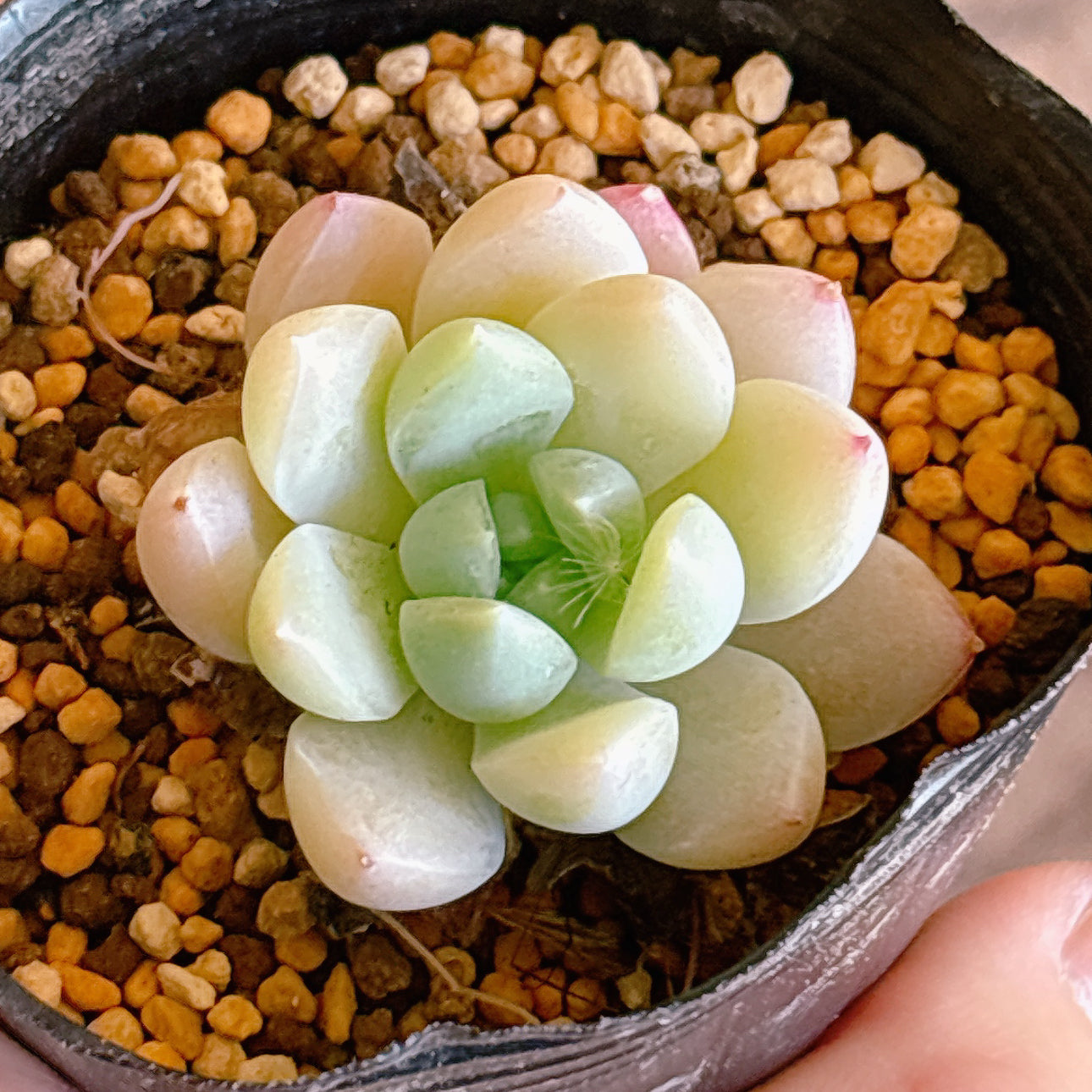 多肉植物