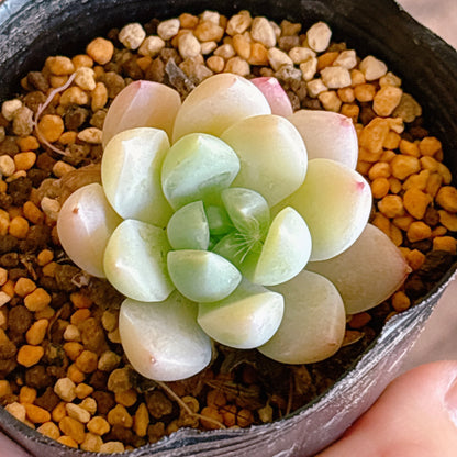 多肉植物