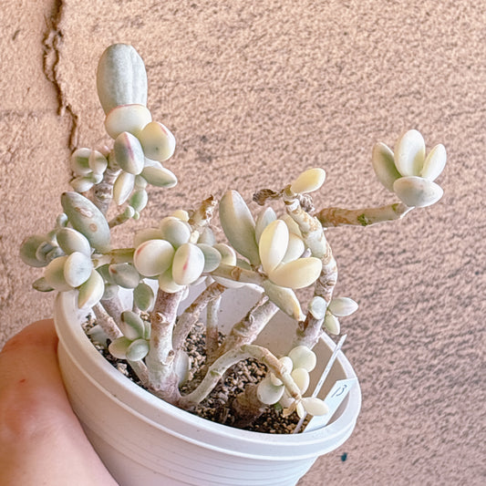 多肉植物