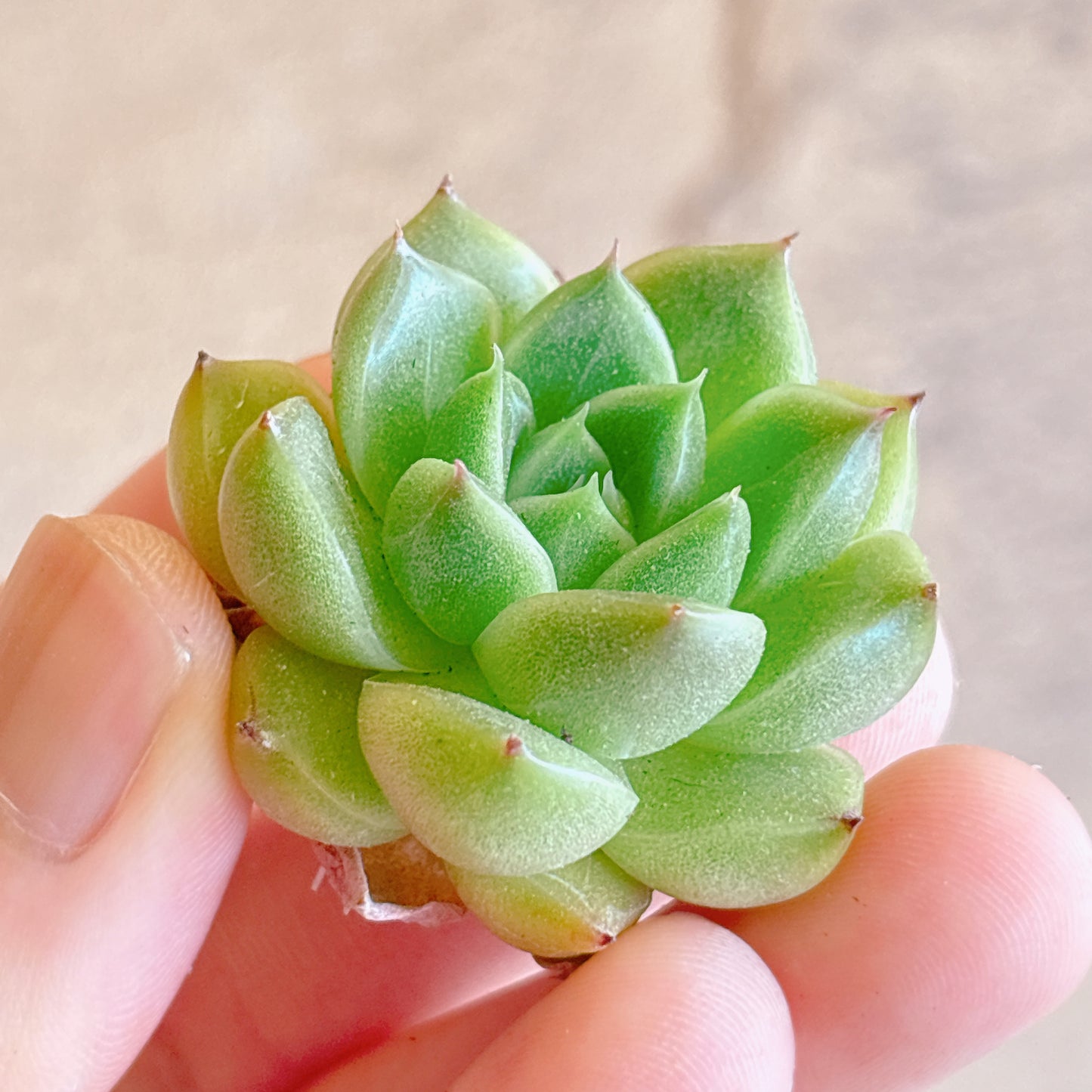 多肉植物