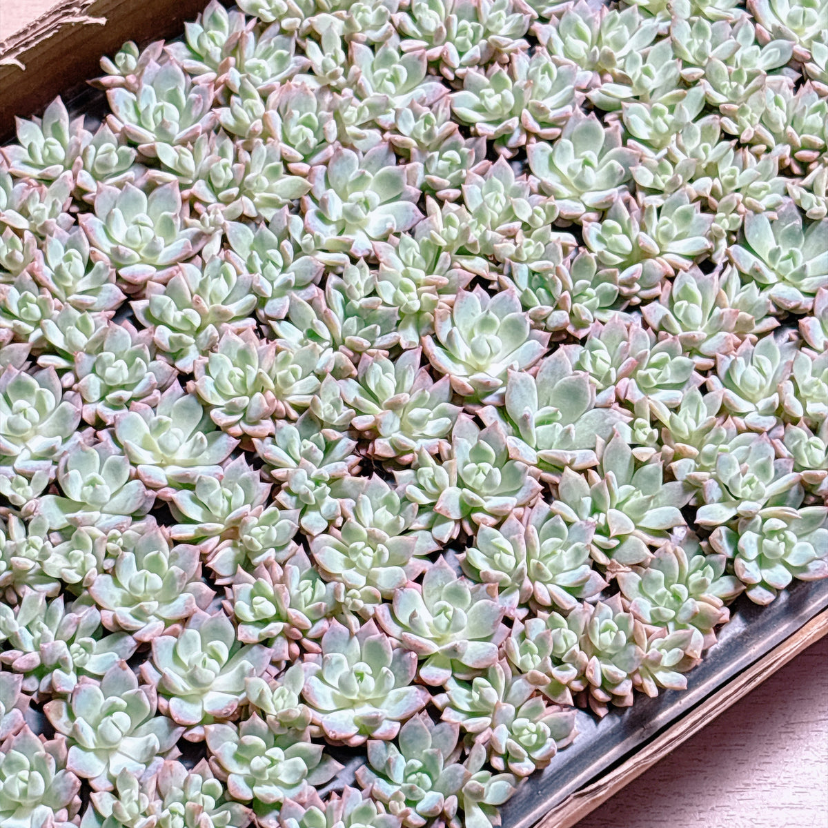 多肉植物