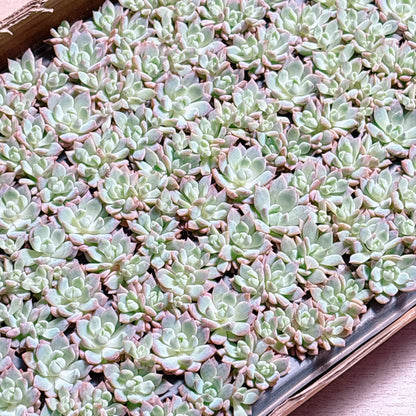 多肉植物