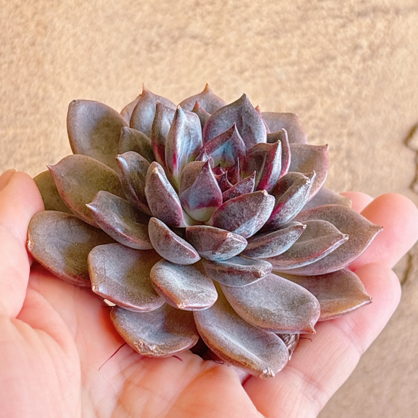 多肉植物