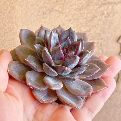 多肉植物