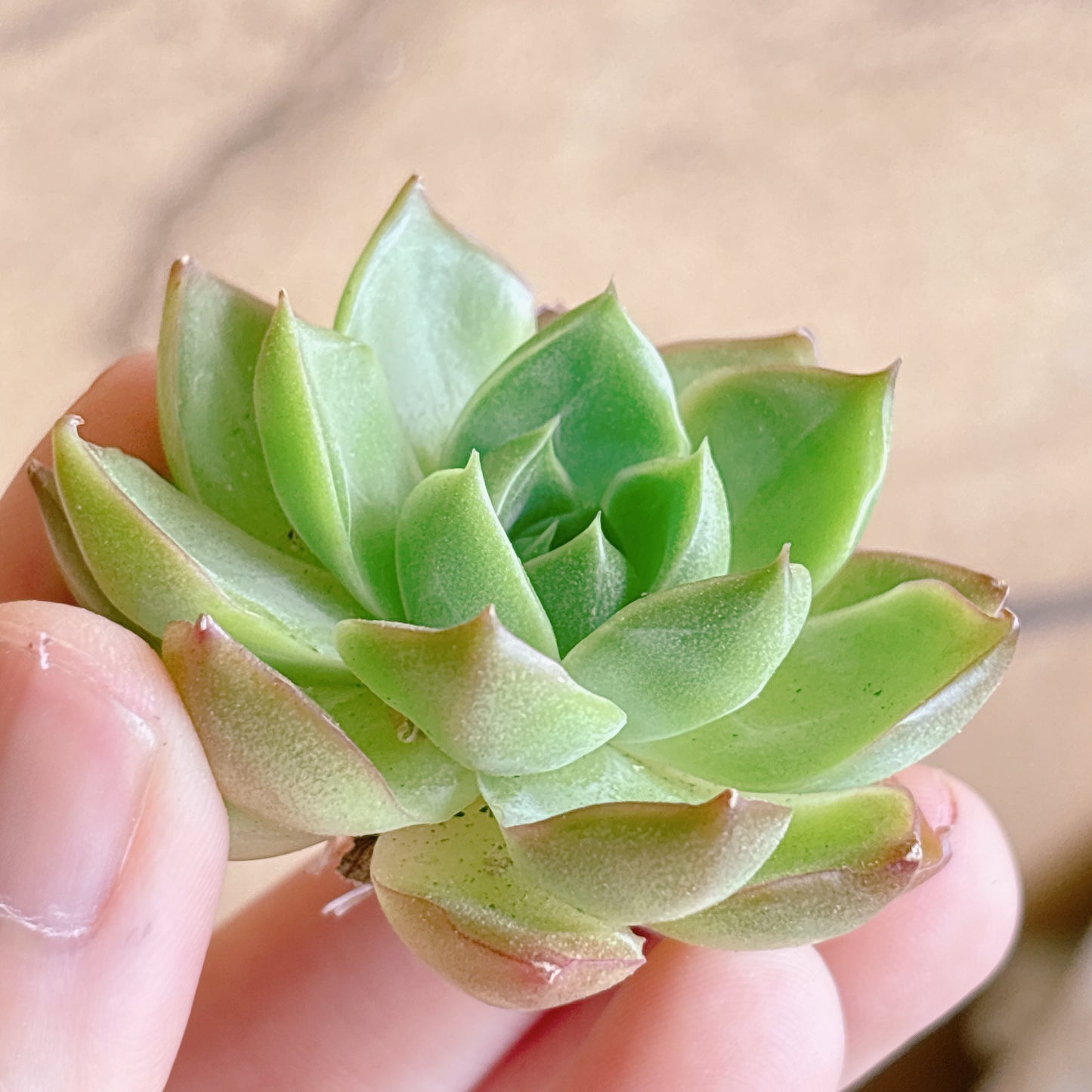 多肉植物
