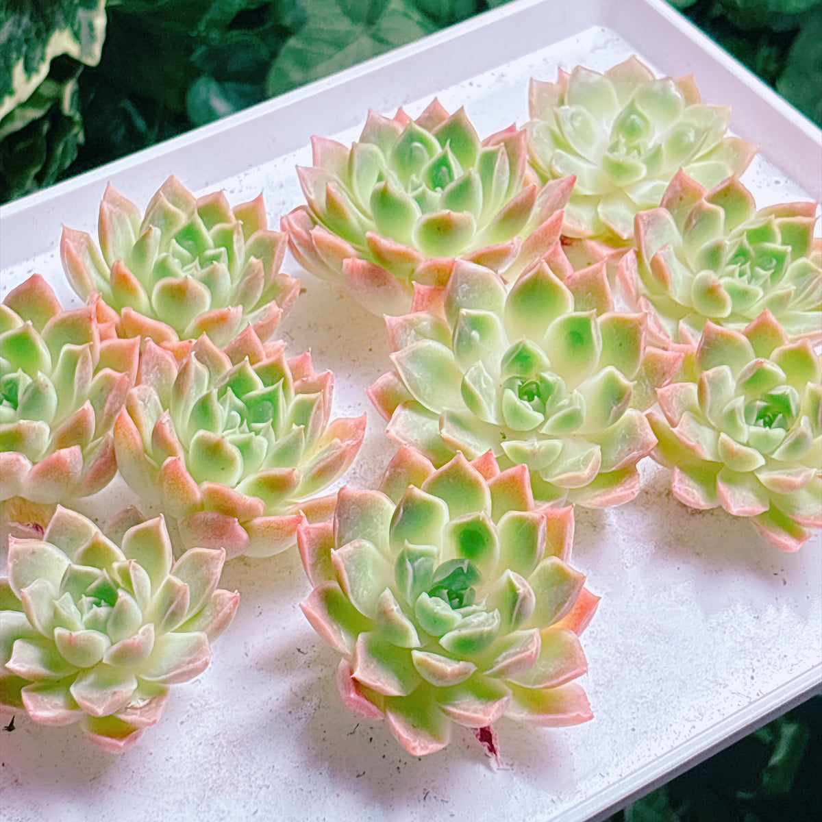 多肉植物
