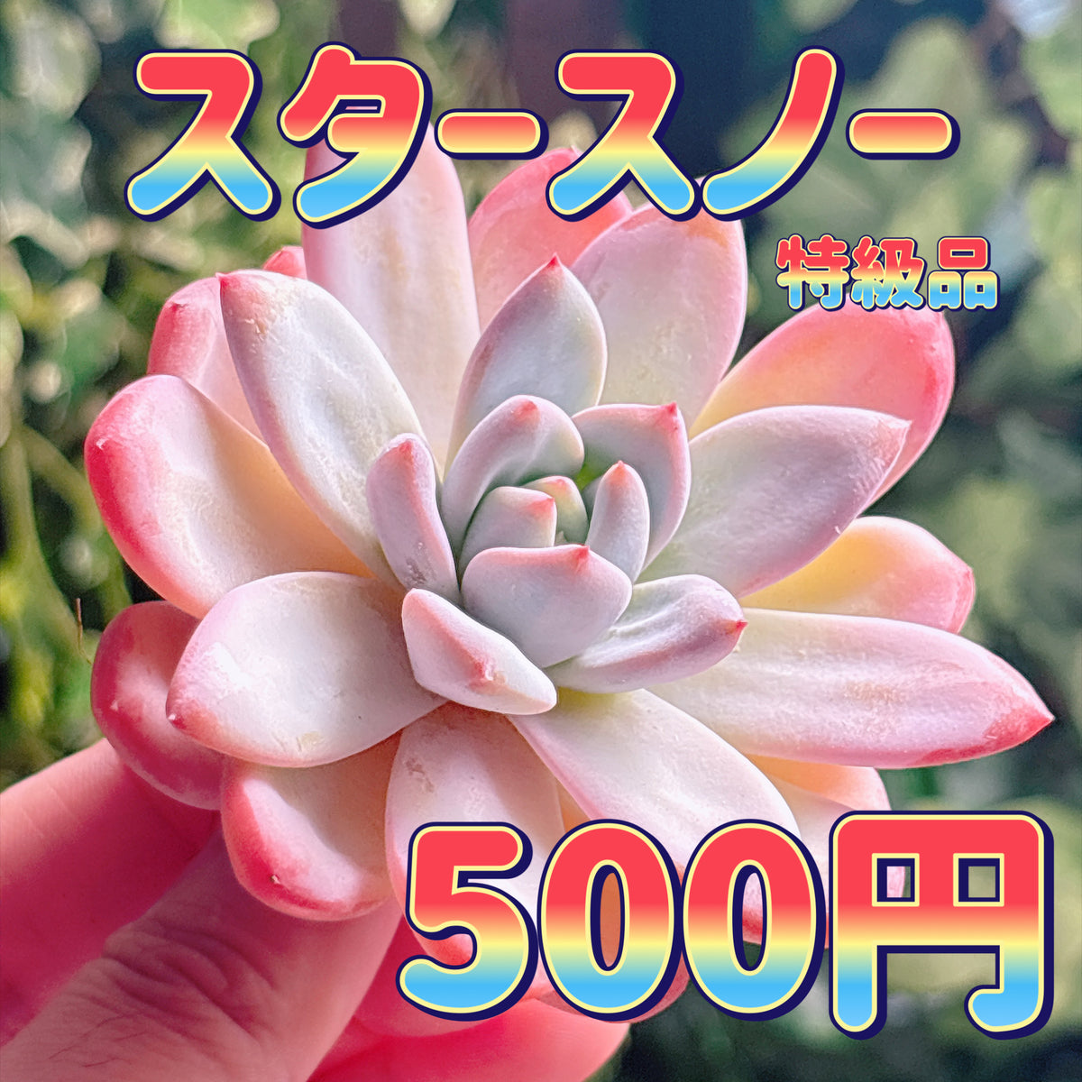 スタースノー　特級品　カット苗