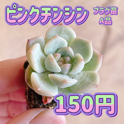 ピンクチンシン　A品　プラグ苗