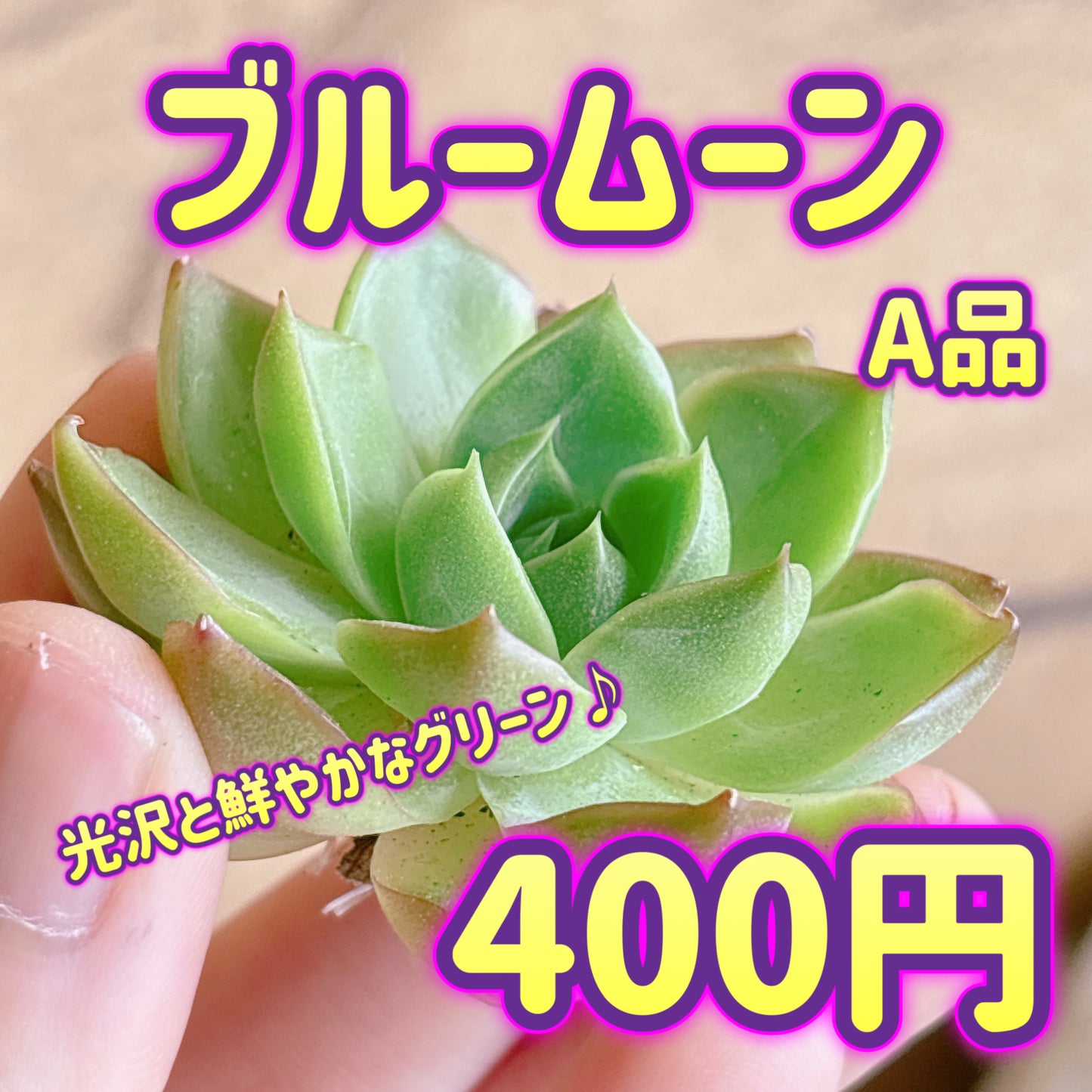 ブルームーン　A品　カット苗