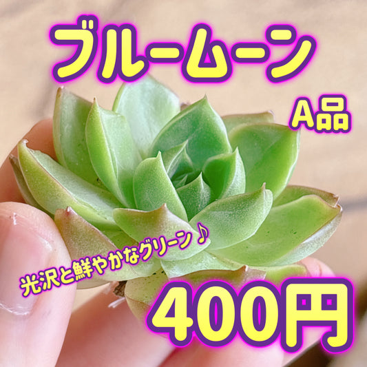 ブルームーン　A品　カット苗