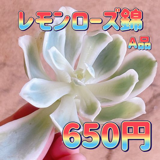 レモンローズ錦　A品　カット苗