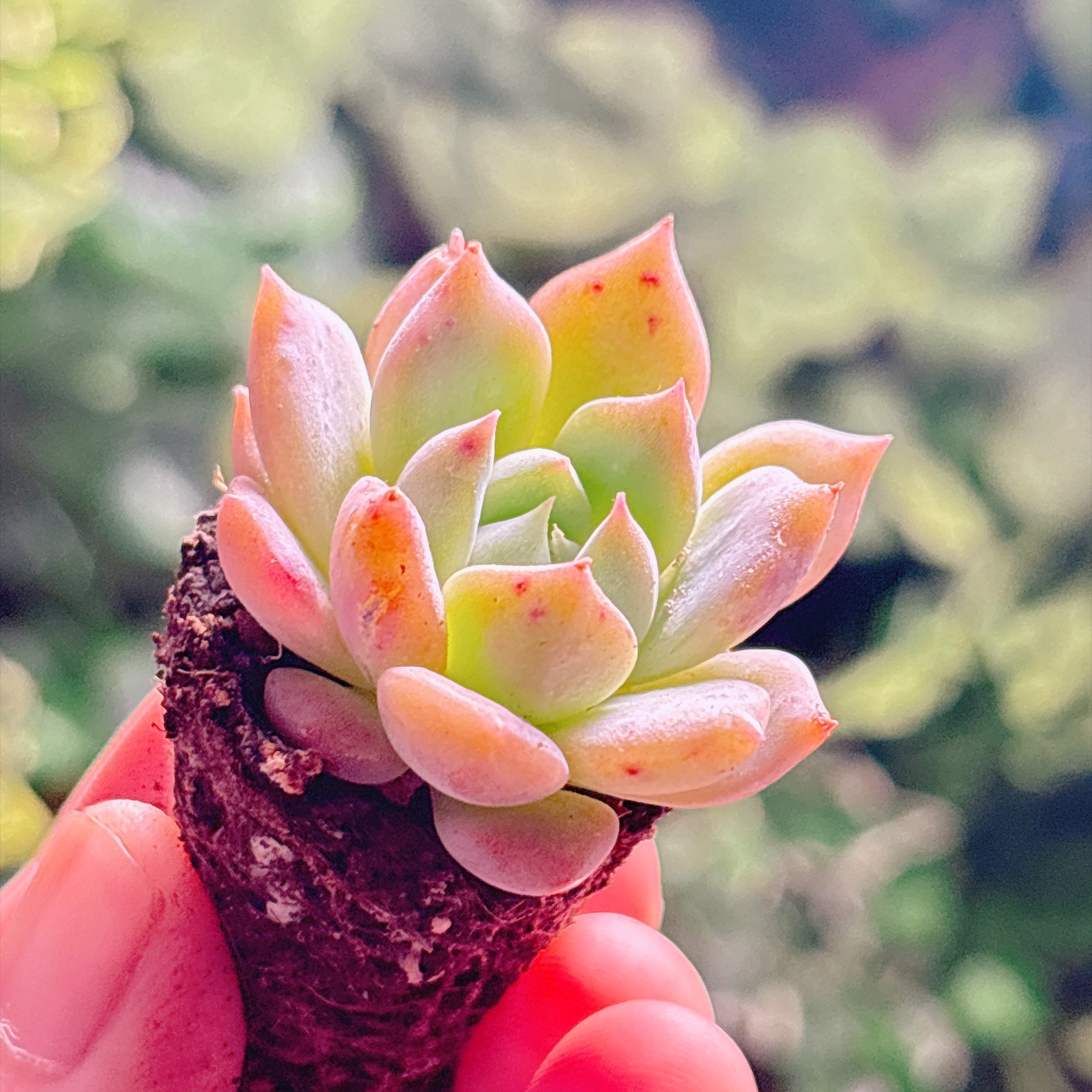 多肉植物の販売・通販サイト | Bull Succulent(ブルサキュレント)