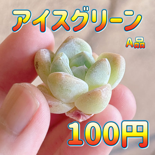 アイスグリーン　A品　カット苗