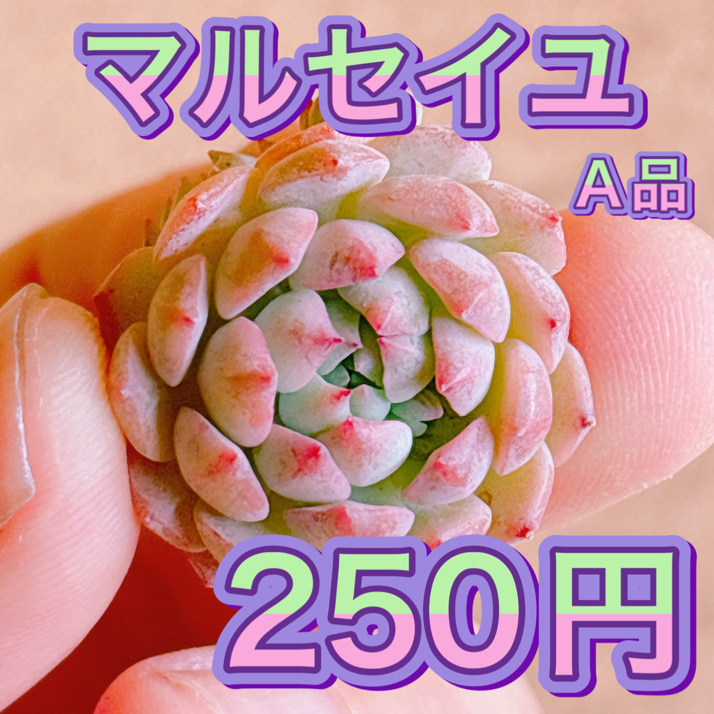 マルセイユ　A品　カット苗
