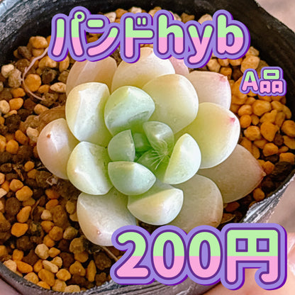 パンドhyb　A品　根付き苗
