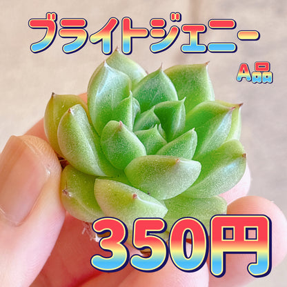 ブライドジェニー　A品　カット苗
