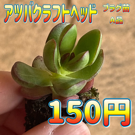 アツバクラフトヘッド　A品　プラグ苗