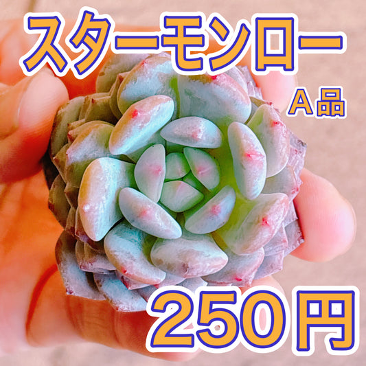 スターモンロー　A品　カット苗
