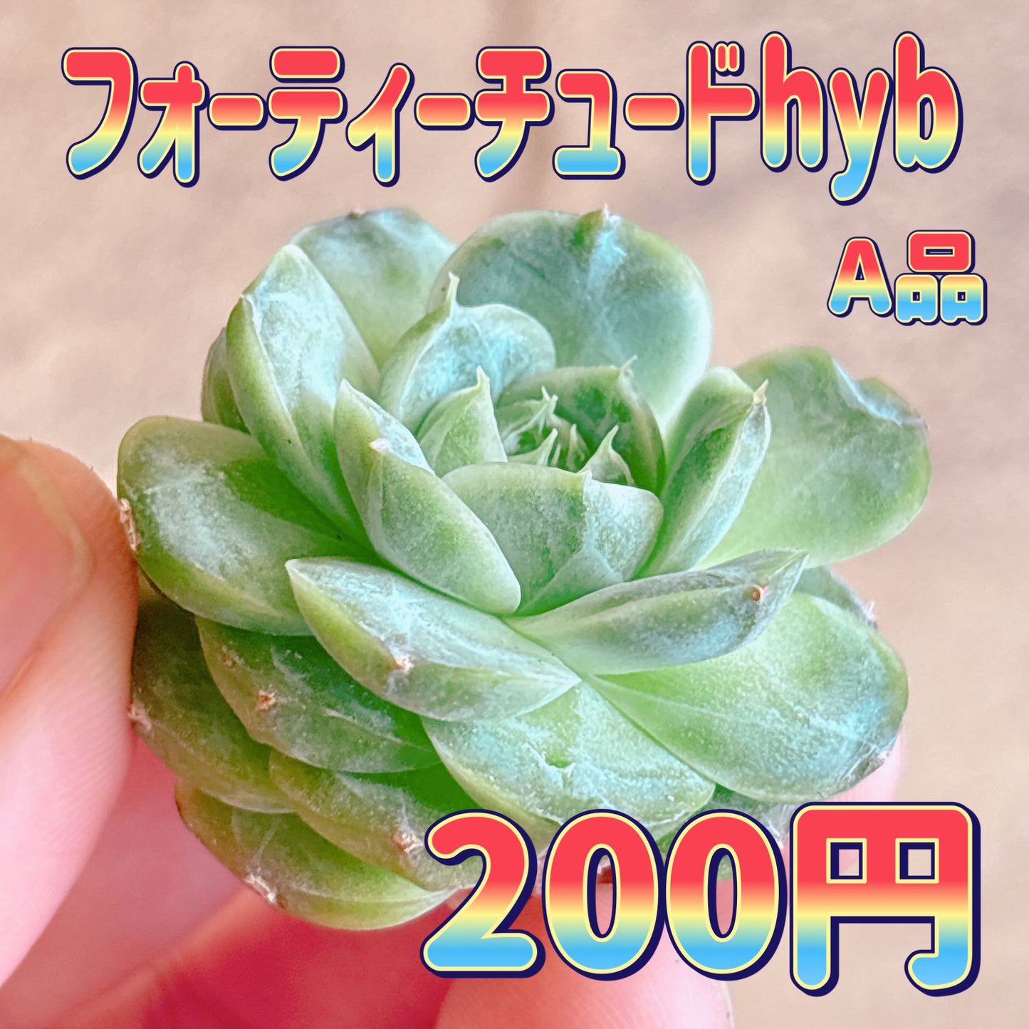 フォーティーチュードhyb　A品　カット苗