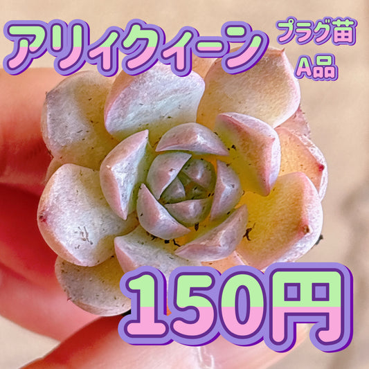 アリィクィーン　A品　プラグ苗