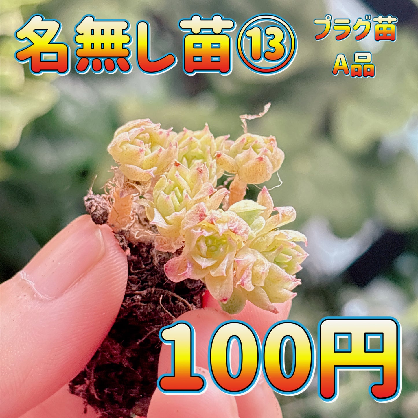 名無し苗１３　A品　プラグ苗