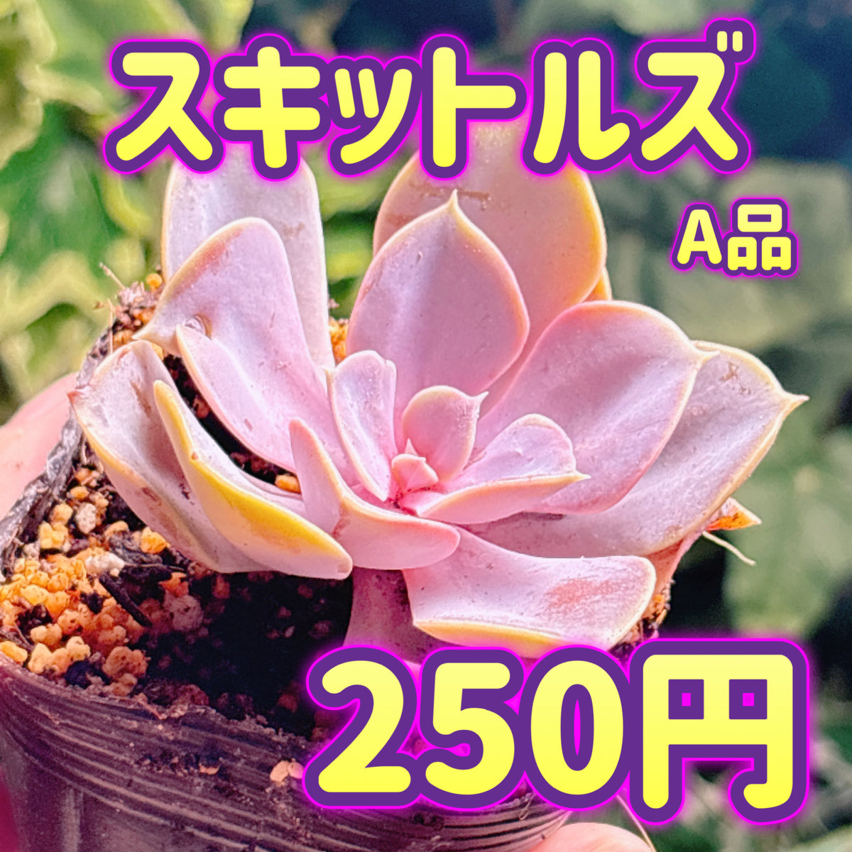 スキットルズ　A品　根付き苗