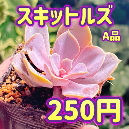 スキットルズ　A品　根付き苗