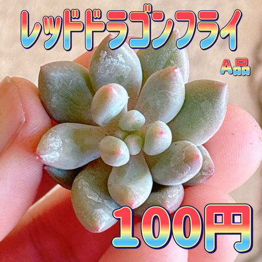 レッドドラゴンフライ　A品　カット苗