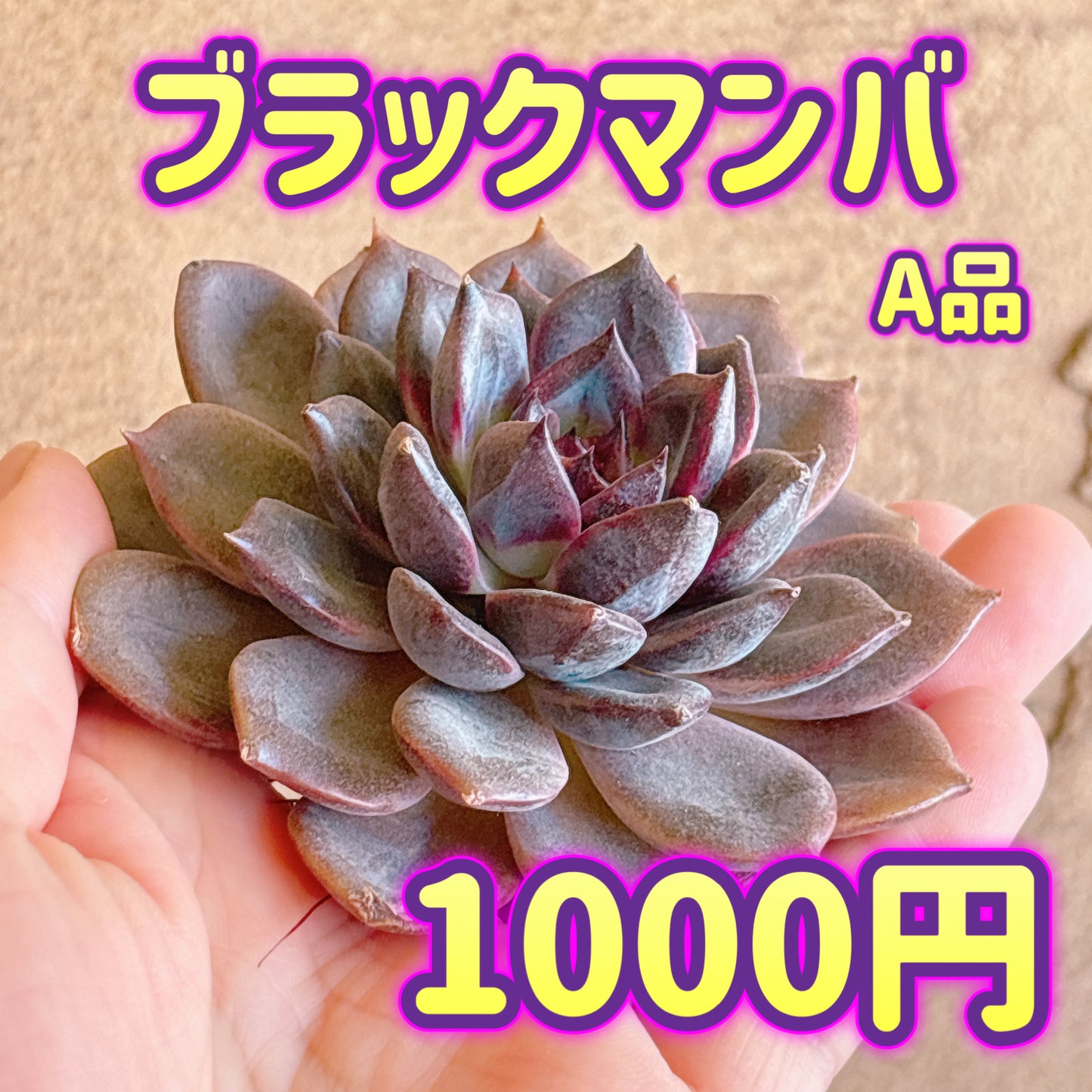 ブラックマンバ　A品　カット苗