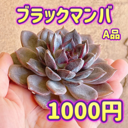 ブラックマンバ　A品　カット苗