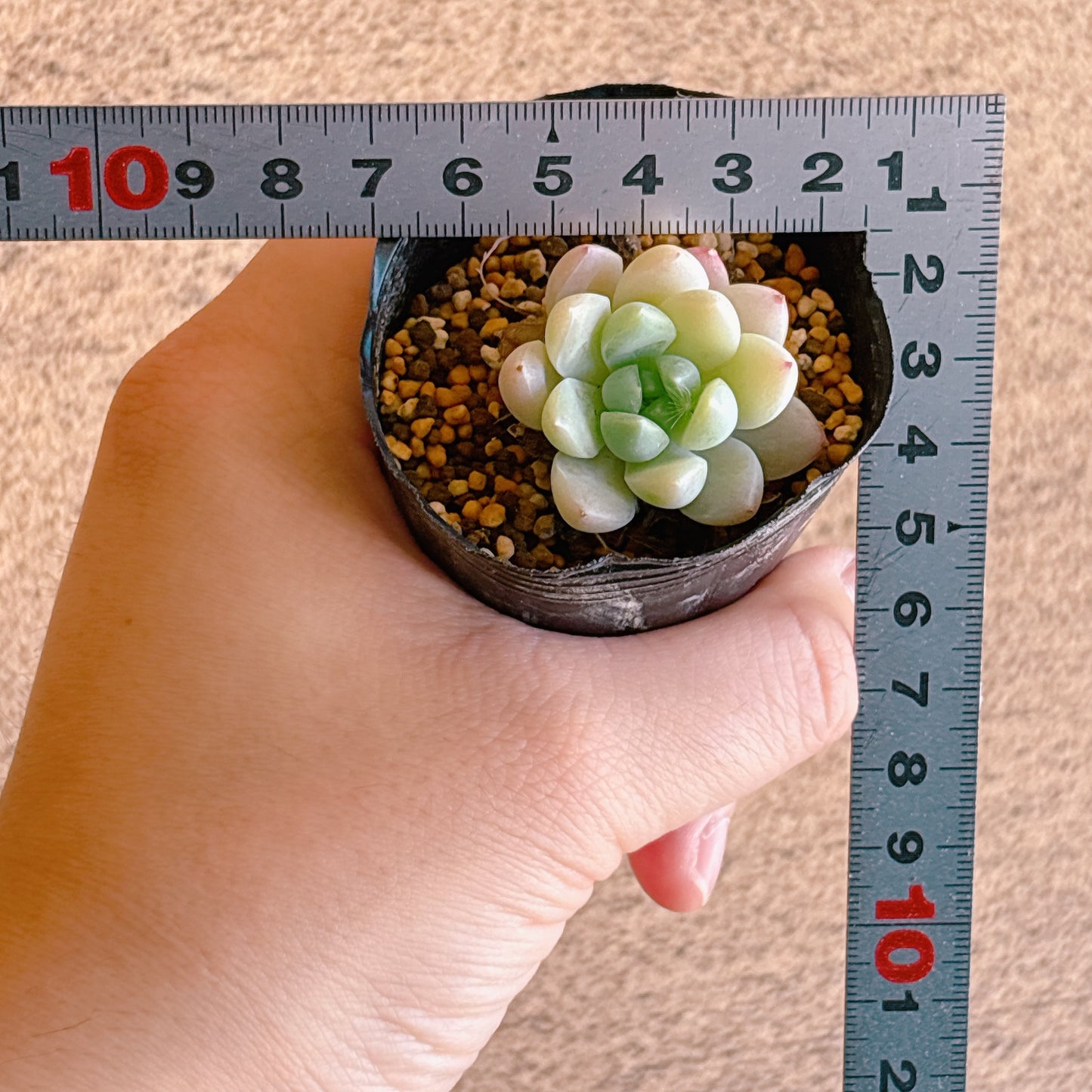 パンドhyb　A品　根付き苗