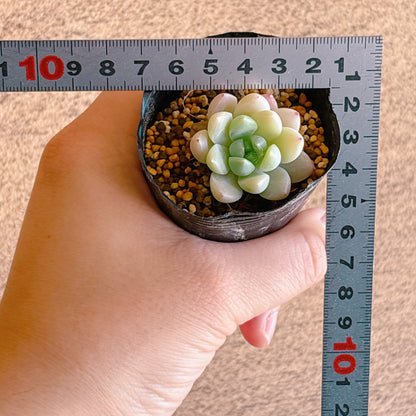 パンドhyb　A品　根付き苗