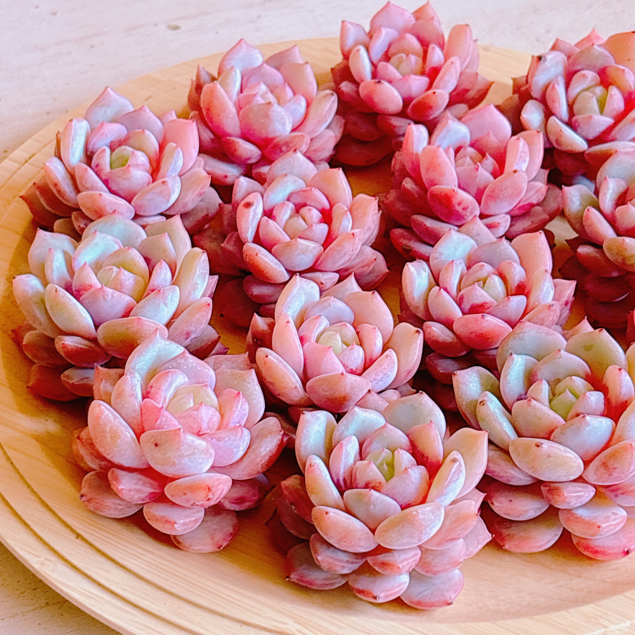 ピンクモンロー A品 カット苗 – Bull Succulent