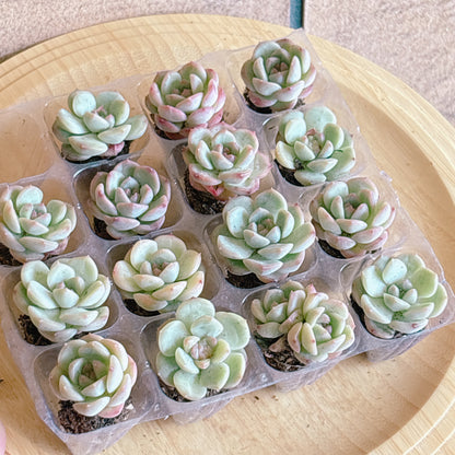 ピンクチンシン　A品　プラグ苗