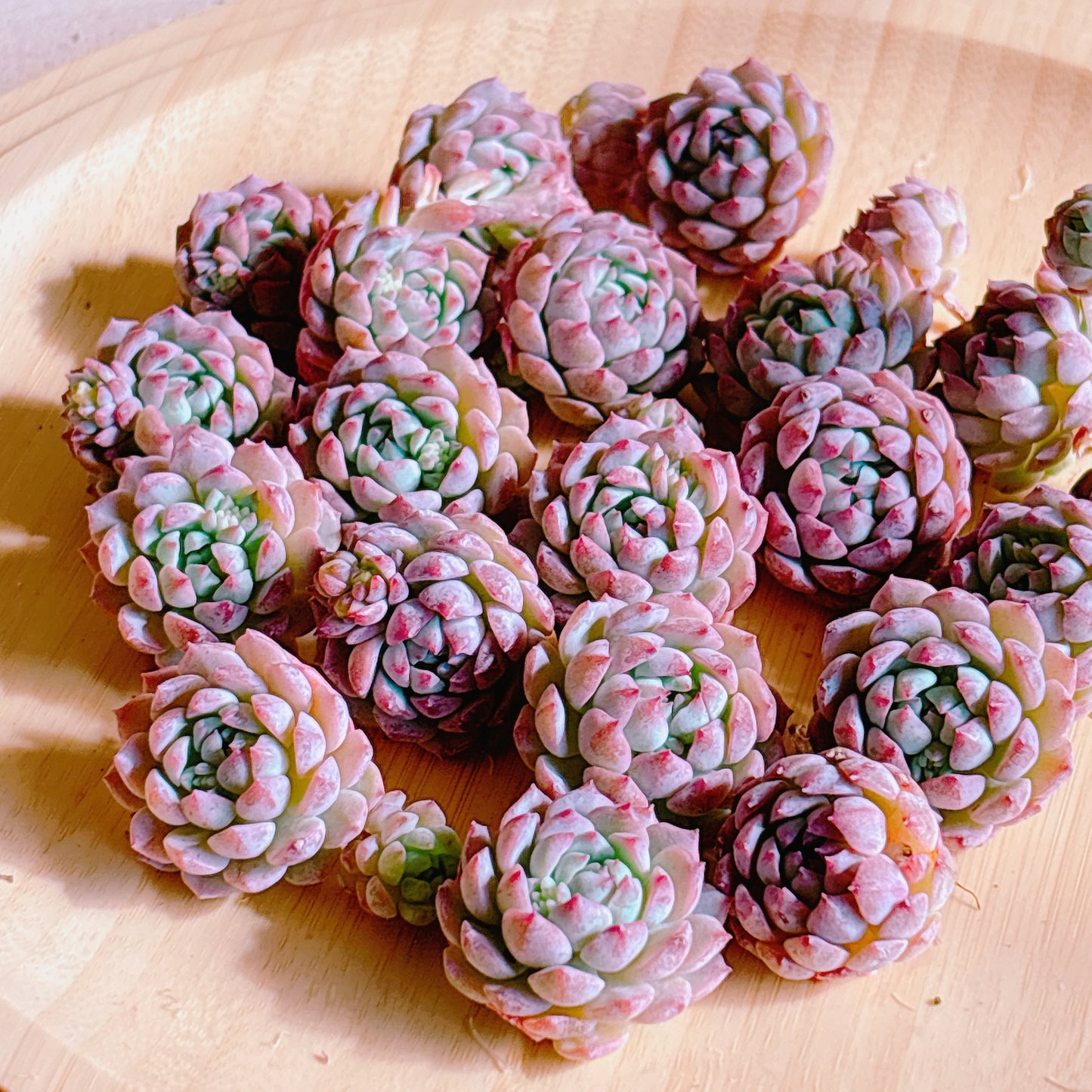 マルセイユ　A品　カット苗