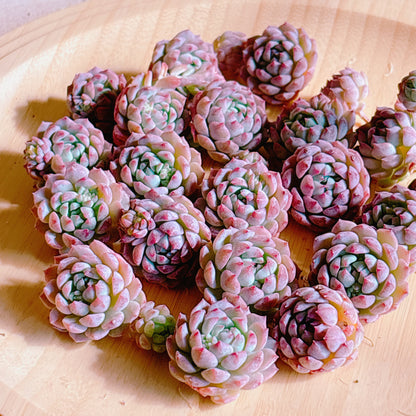 マルセイユ　A品　カット苗