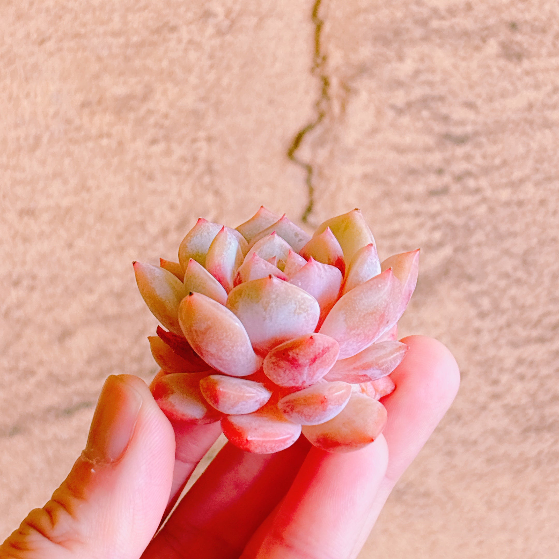 ピンクモンロー A品 カット苗 – Bull Succulent