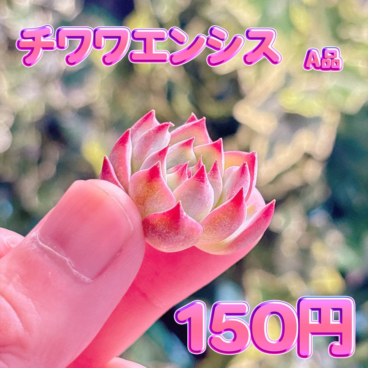 チワワエンシス　A品　カット苗