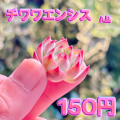 チワワエンシス　A品　カット苗