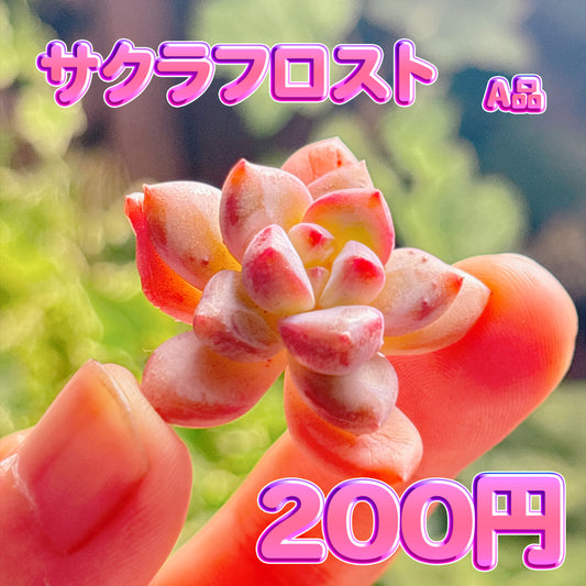 サクラフロスト　A品　カット苗