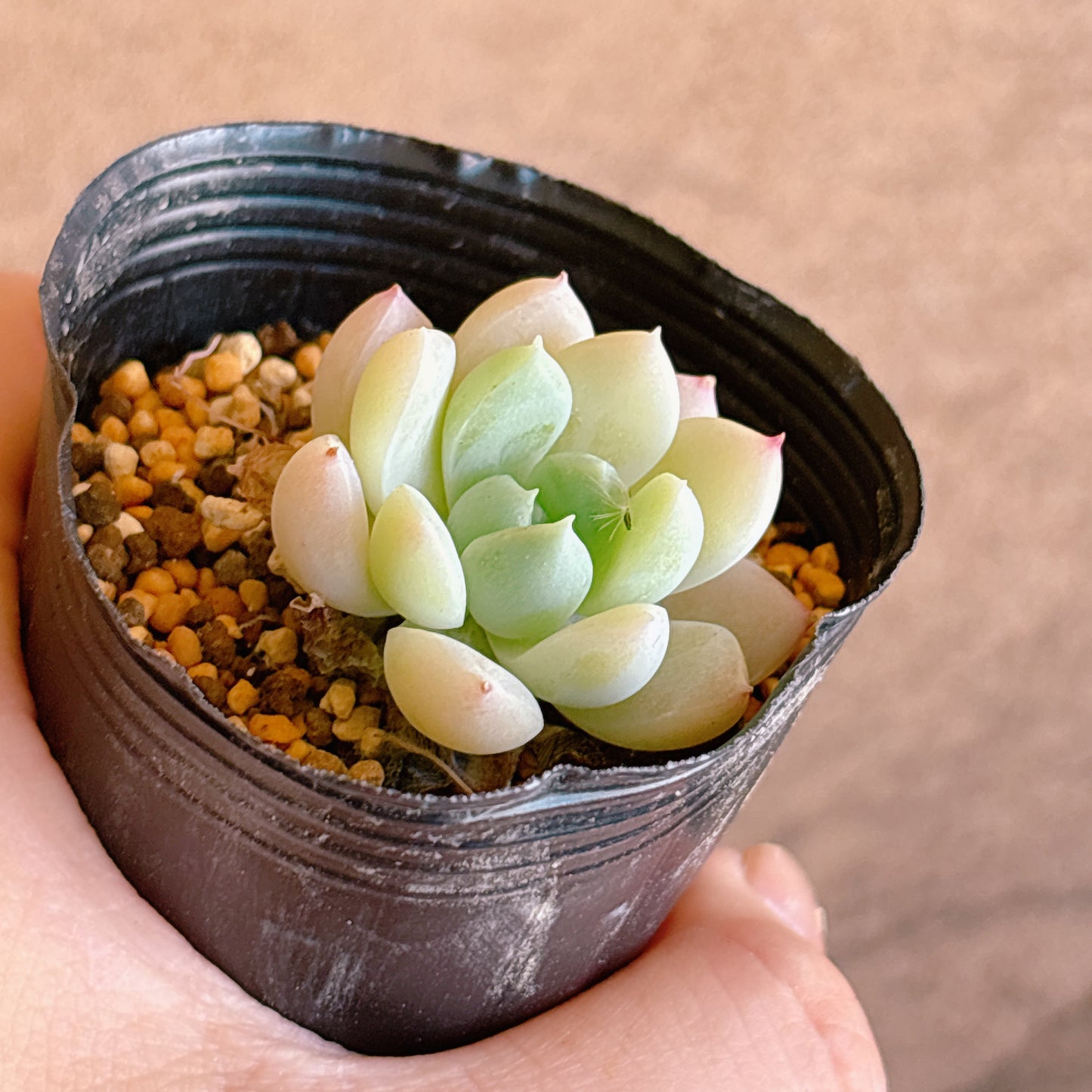 パンドhyb　A品　根付き苗
