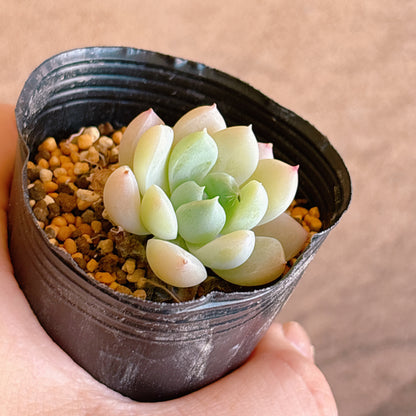 パンドhyb　A品　根付き苗