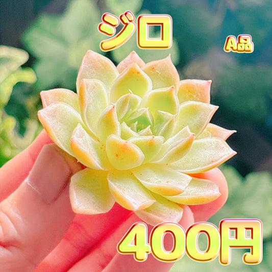ジロ　A品　カット苗
