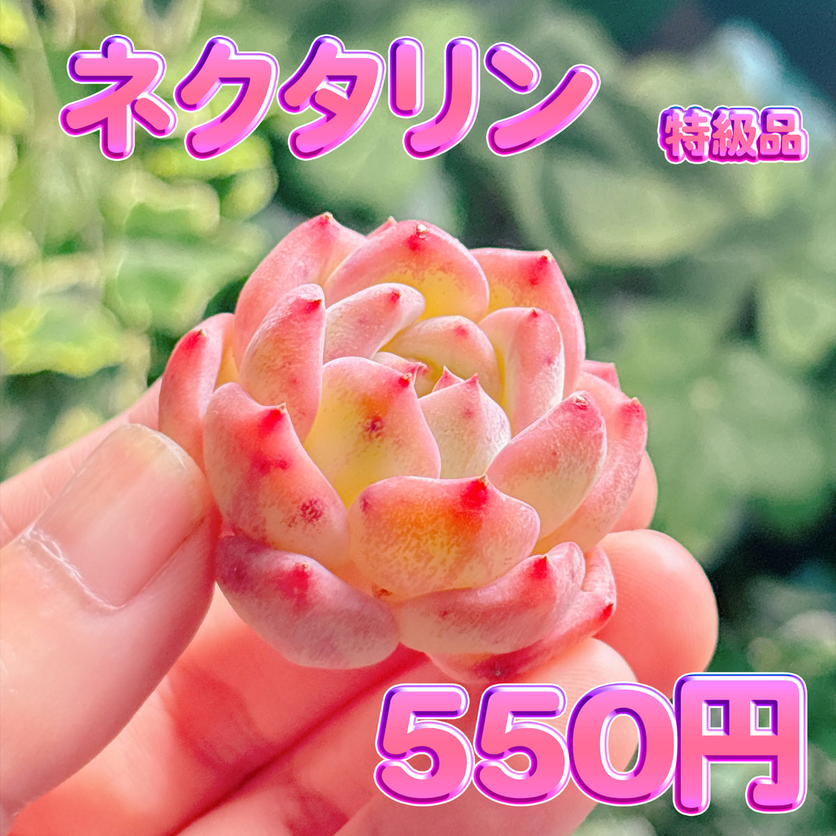 ネクタリン　特級品　カット苗
