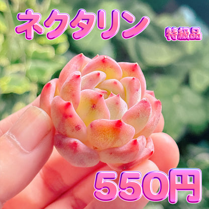 ネクタリン　特級品　カット苗