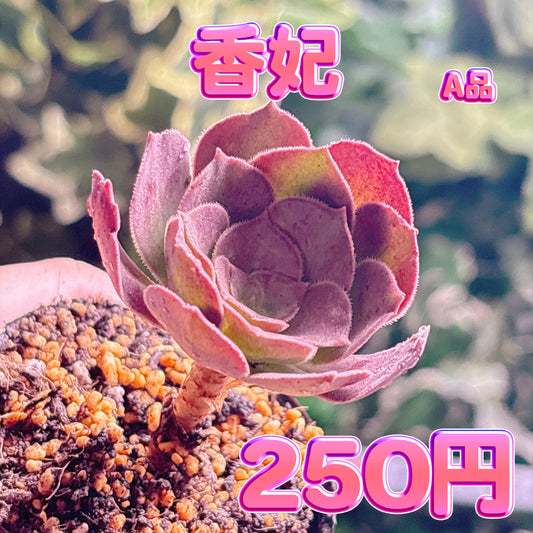 香妃　A品　根付き苗