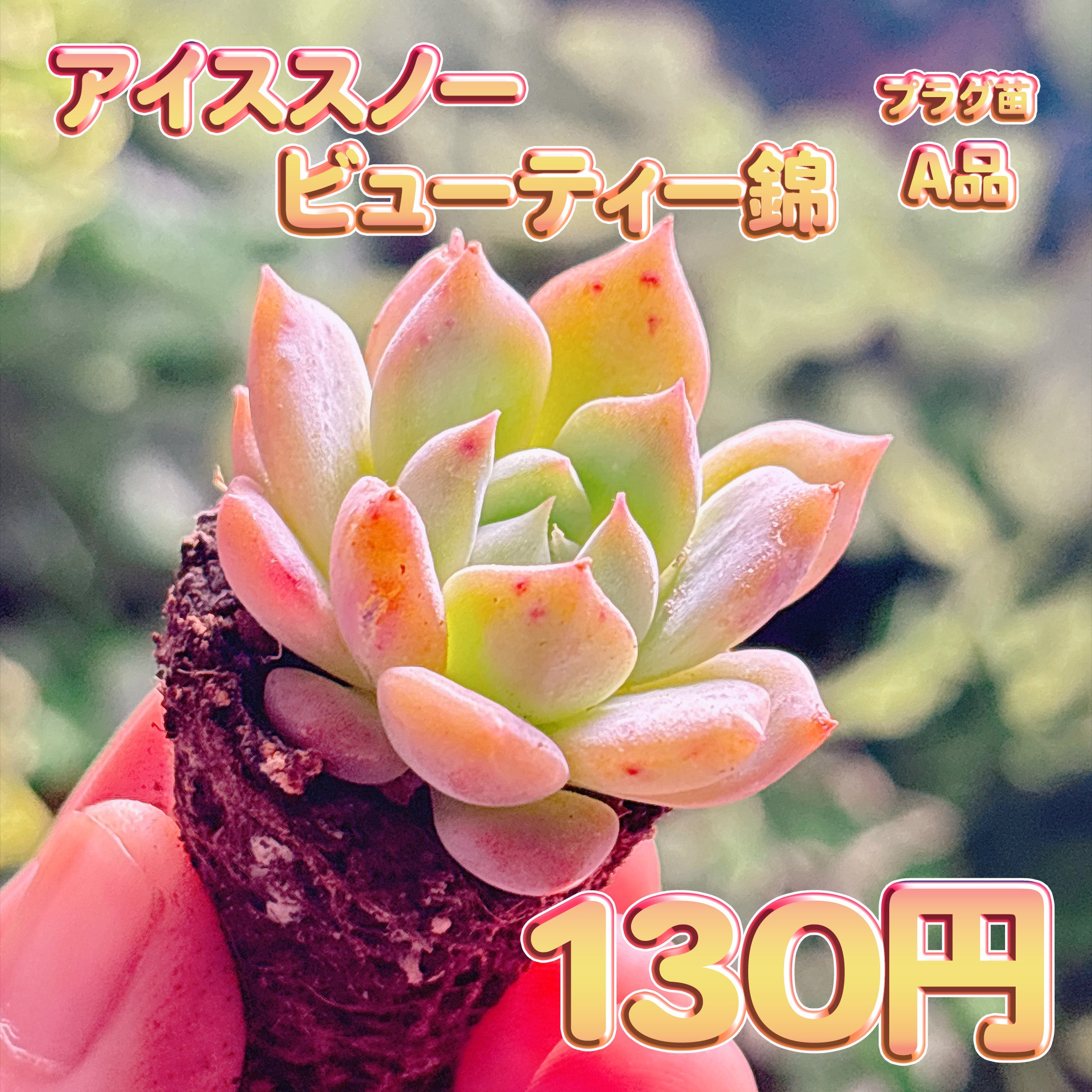 多肉植物の販売・通販サイト | Bull Succulent(ブルサキュレント)
