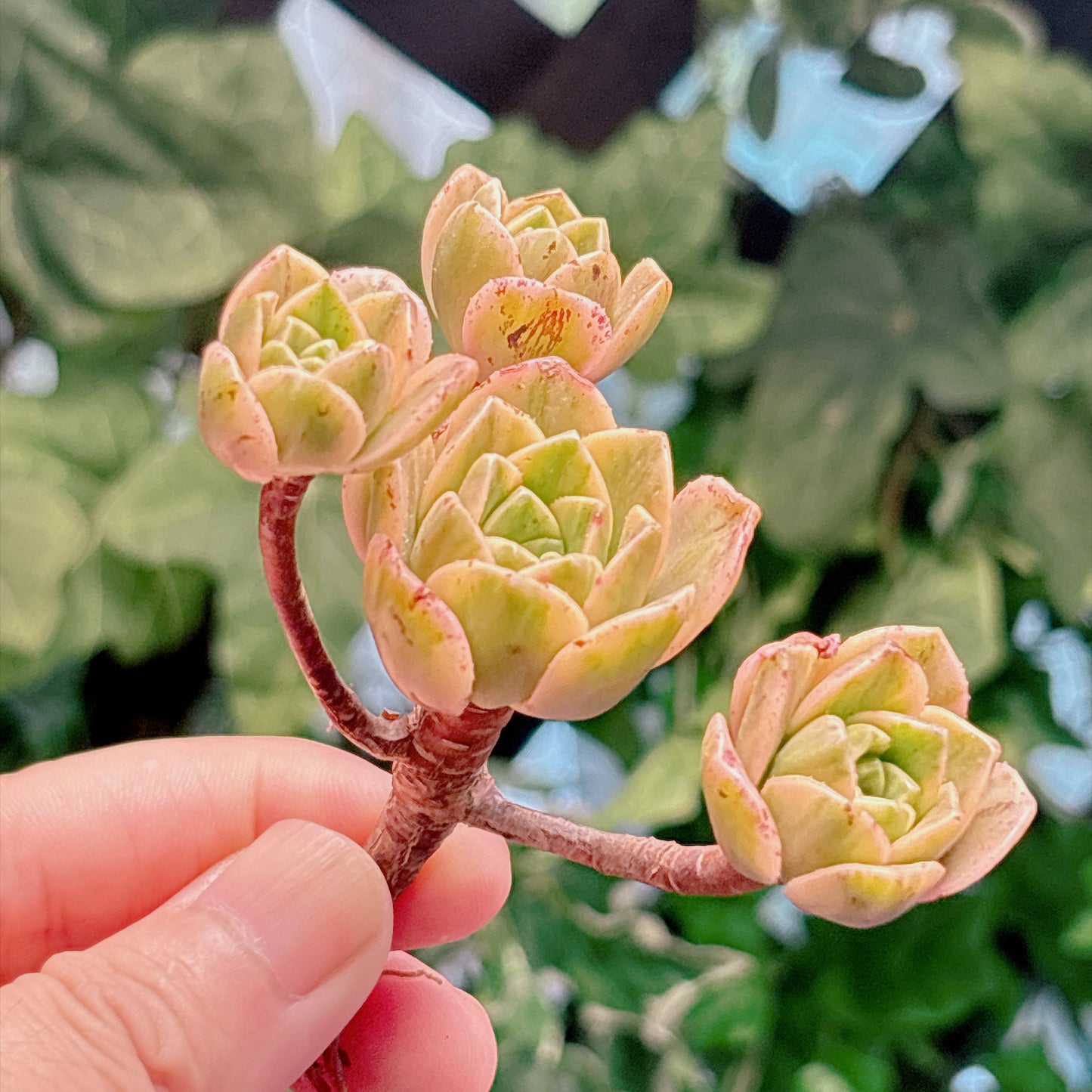 多肉植物